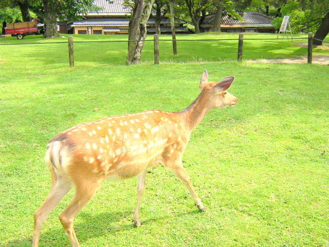 奈良公園鹿画像