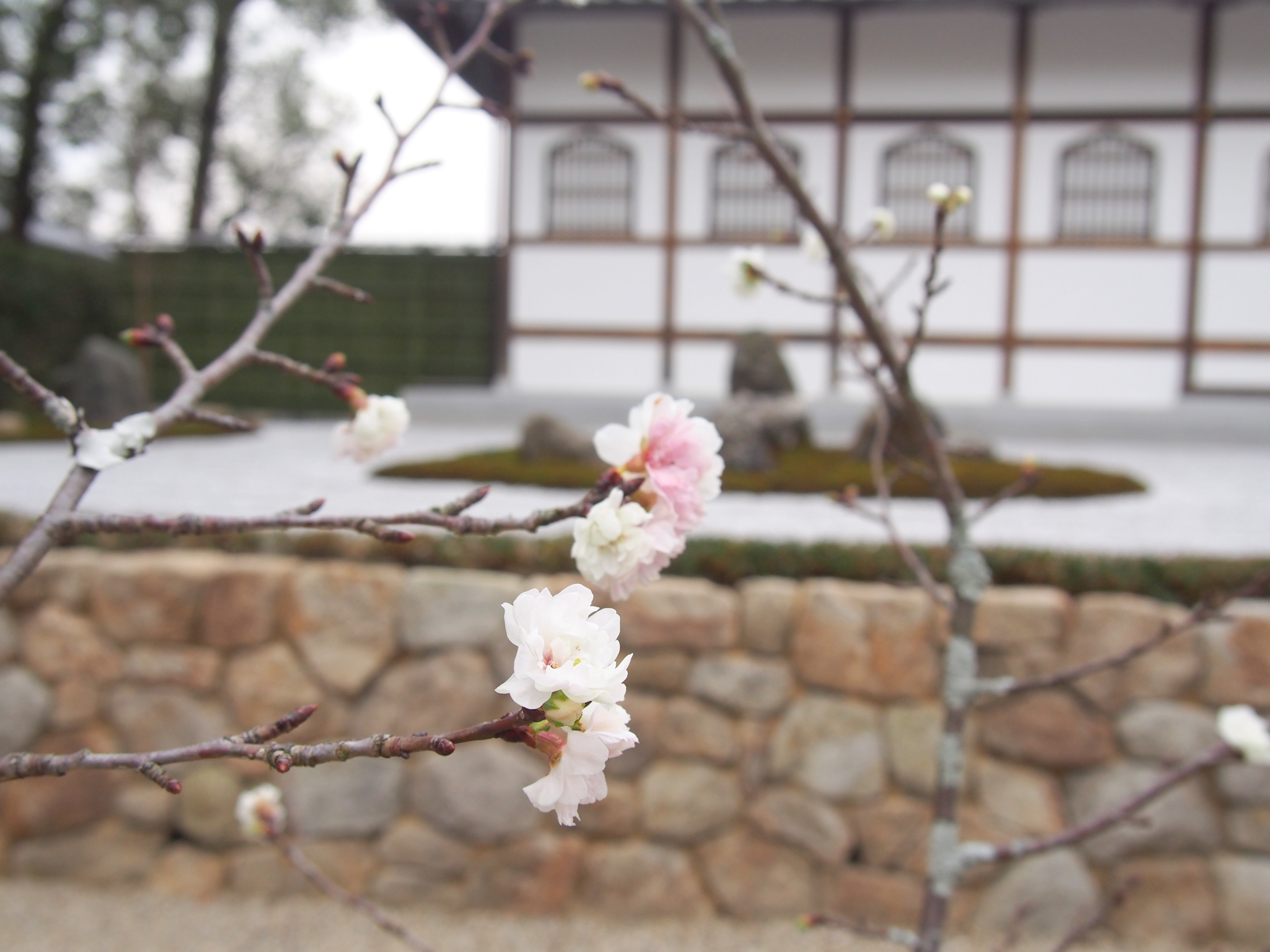 仁和寺御室桜画像
