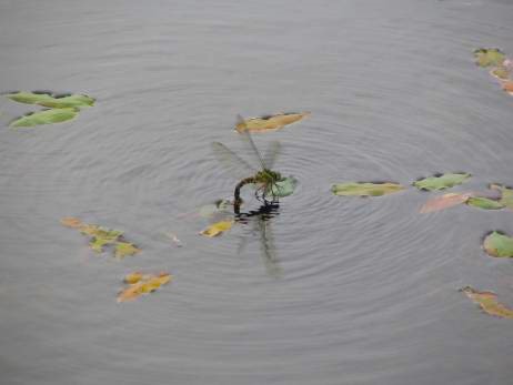 神仙沼でのトンボの産卵写真