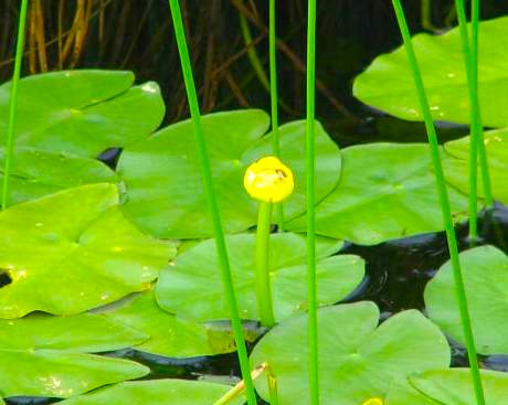 神仙沼に咲くネムロコウホネの写真