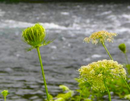 川沿いに咲くセリ科の花と実写真