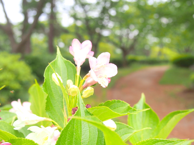 野島公園山頂に咲くハコネウツギ花画像
