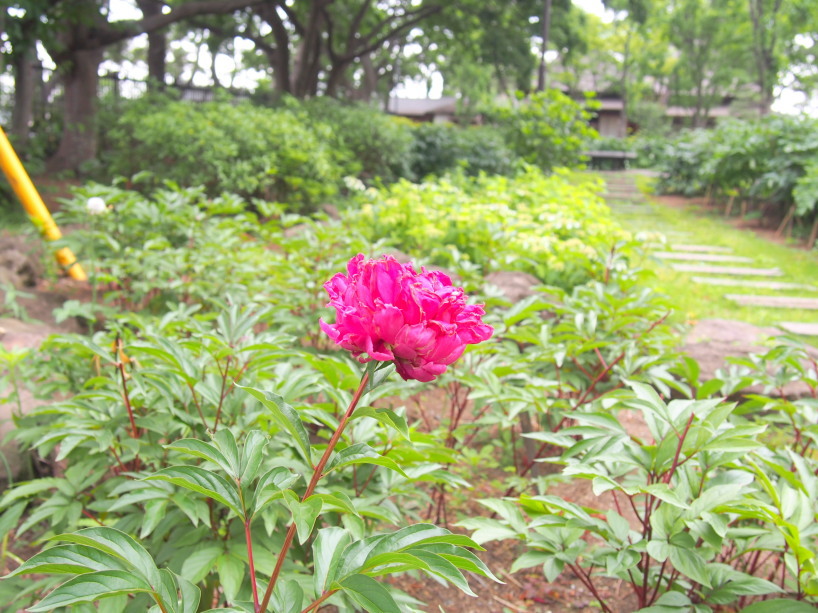 旧伊藤博文別荘牡丹園に咲くボタン花画像