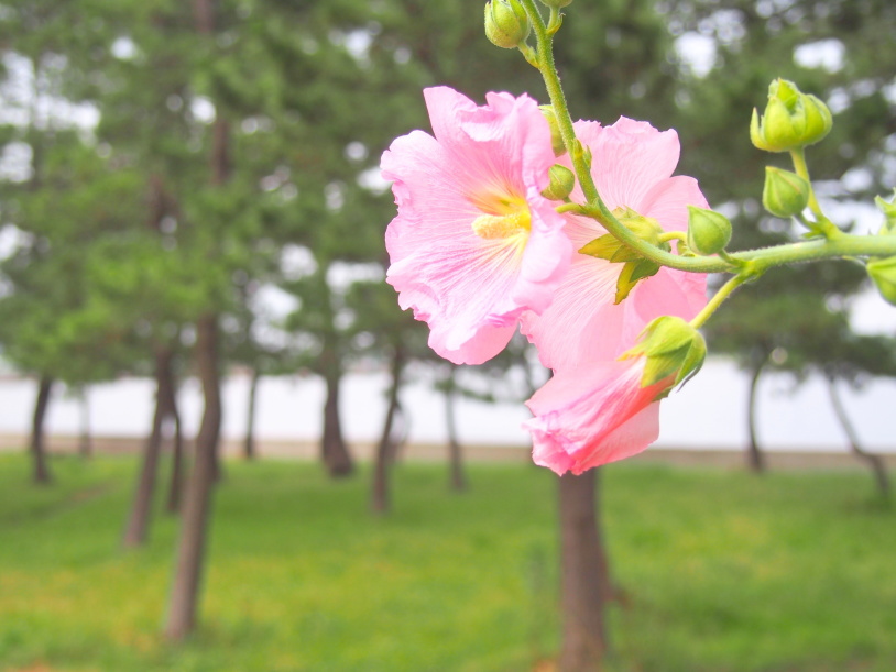野島に咲くタチアオイ花画像