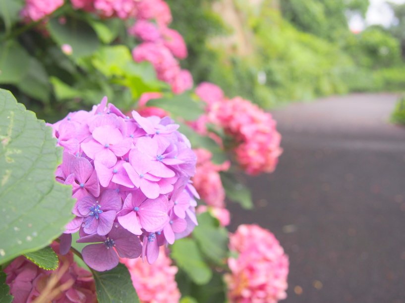 野島公園に咲くアジサイ花画像