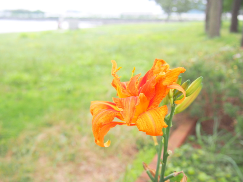 野島公園に咲くヤブカンゾウ花画像