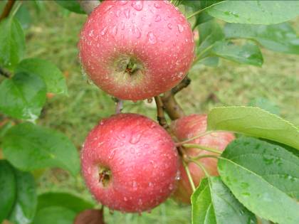 色付いたリンゴの実写真