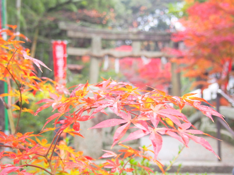熊野若王子神社鳥居写真
