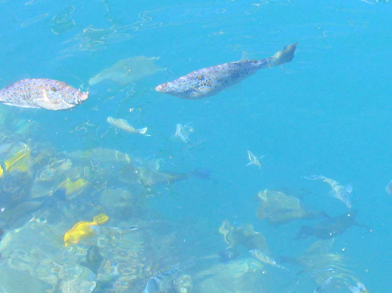 ホノルル港魚群画像