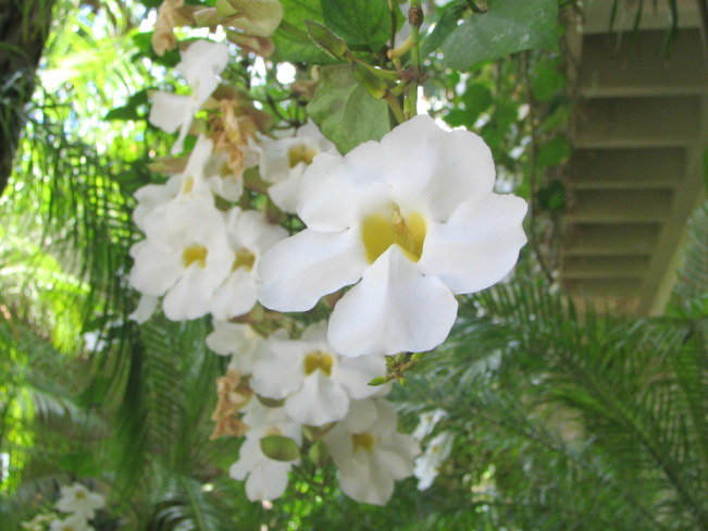 熱帯植物写真