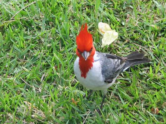 Red-crested Cardinal写真