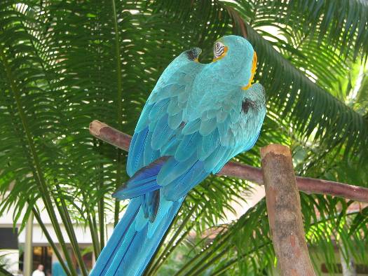 インコのきれいな青緑の背中の羽根写真