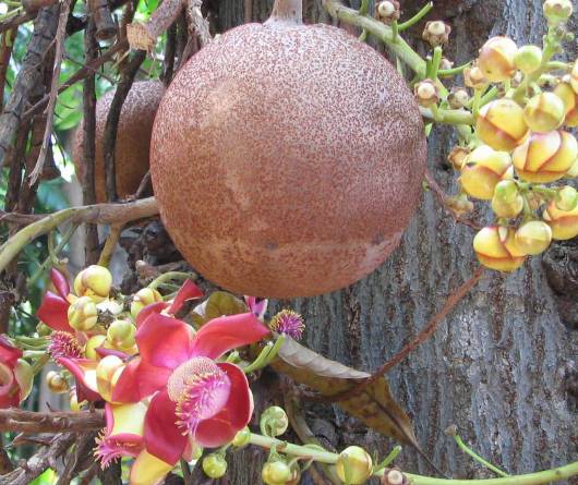 Cannonball treeの花と実の写真