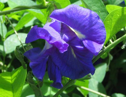 フォスター植物園の青い花写真