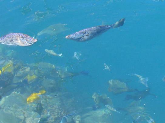 ホノルル港に泳ぐ熱帯の魚写真