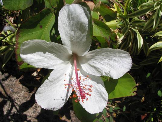 Hibiscus amottianusの白い花写真