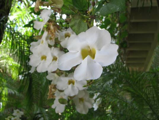 Pandorea jasminoides/Bower vine写真