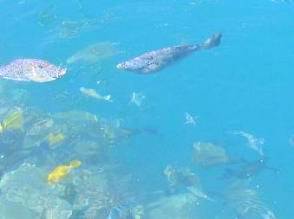 オアフ島の魚水中写真