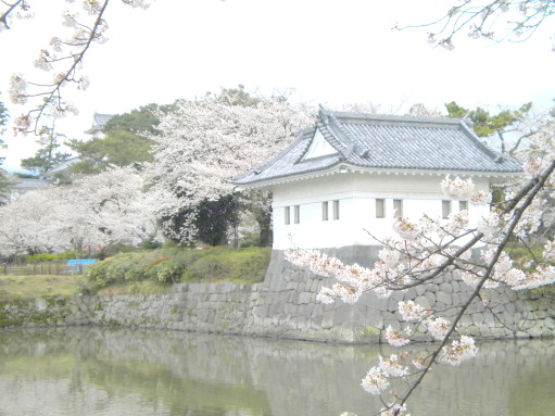 小田原城お堀と桜写真