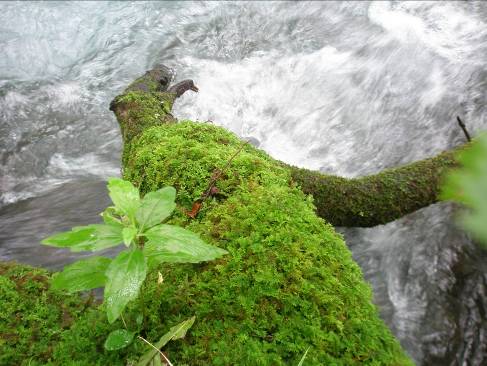 奥入瀬渓流の流木に付着するミズゴケ写真