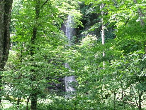 緑の木々の間から見える奥入瀬渓流白布の滝写真
