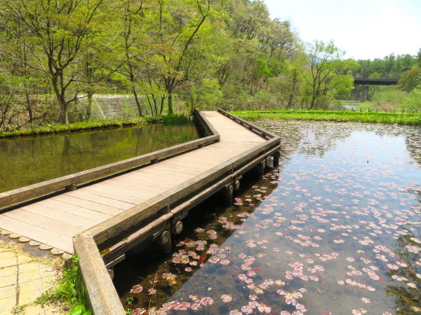 尾入野湿生植物園スイレン池画像