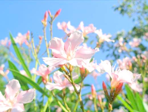 島崎藤村旧宅近くに咲くキョウチクトウの花写真