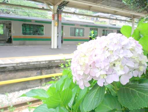 湘南新宿ラインとアジサイの花写真