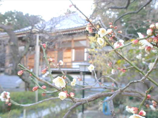 地福寺　ウメの花　画像