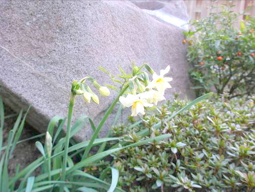 地福寺　スイセンの花　画像