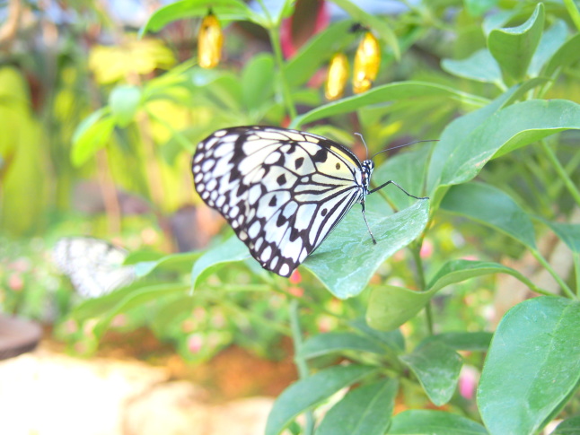 オオゴマダラ蝶画像