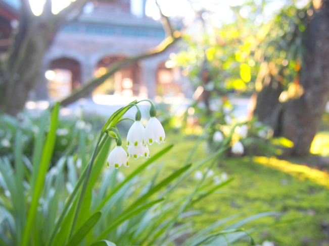 尾山神社スノーフレーク花画像