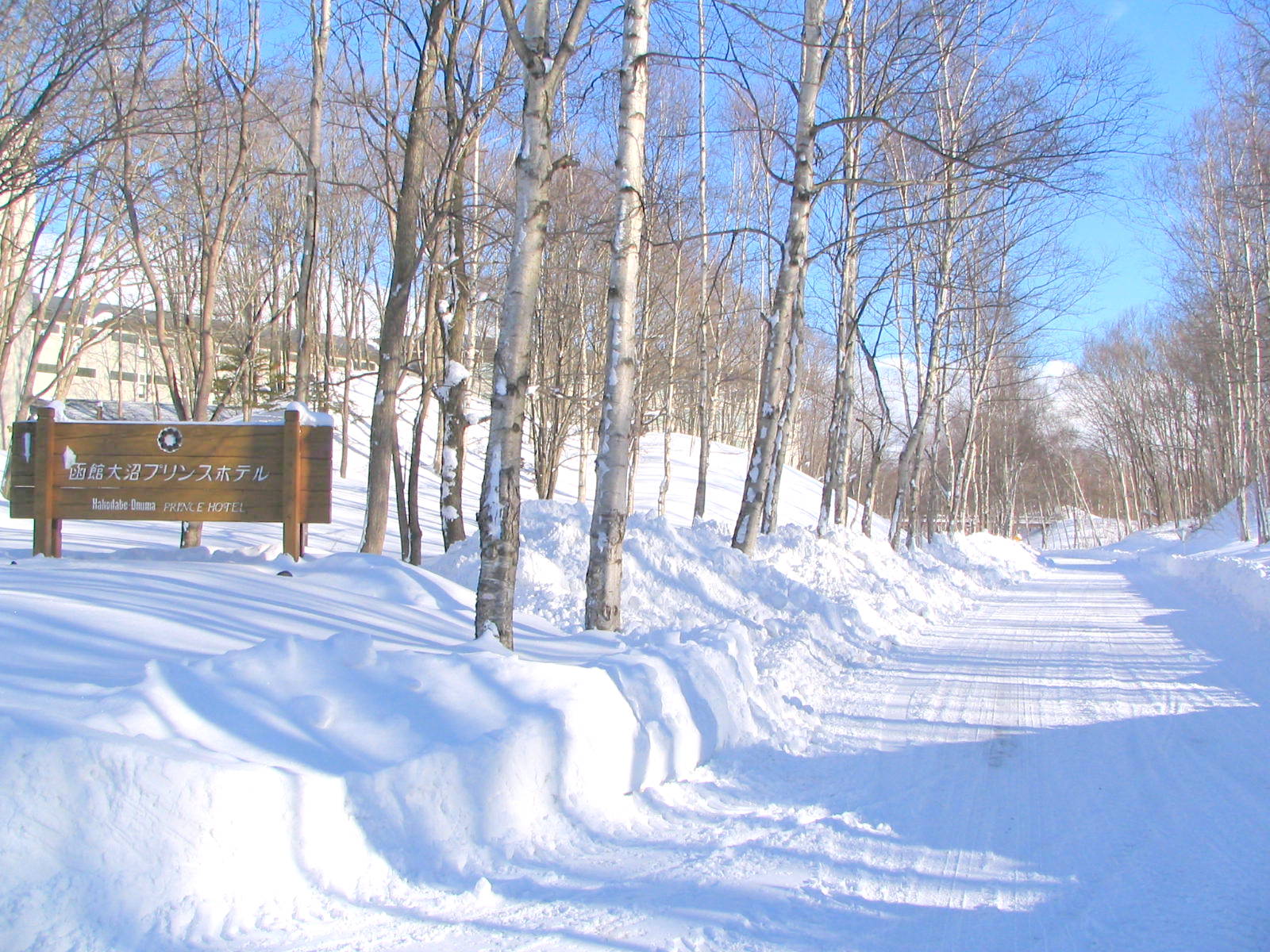 雪の林の散歩道