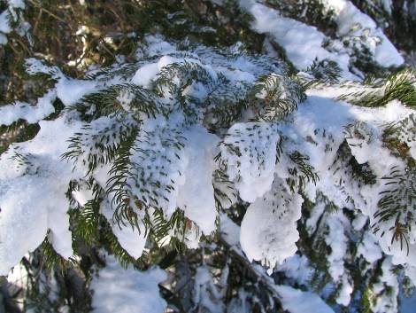 枝についた雪の様子もおもしろいです