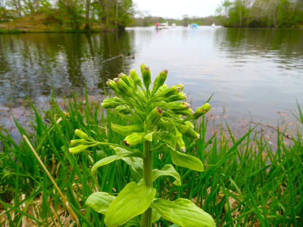 �t�L�ԁi�t�L�m�g�E�j�摜