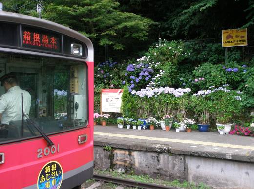宮ノ下駅に止まるあじさい列車とアジサイの花写真