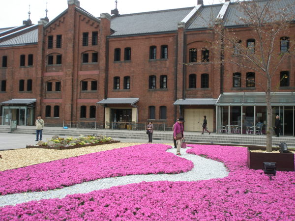 シバザクラ花画像