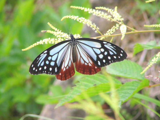 オオゴマダラ蝶写真