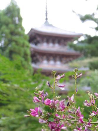醍醐寺　萩の花　写真