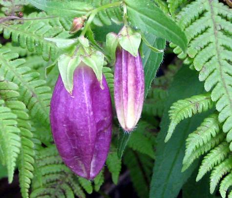 紫色　ヤマホタルブクロの花　写真