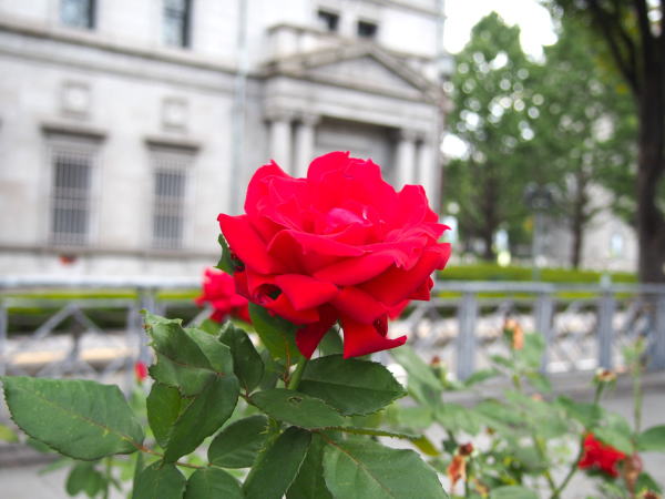赤色のバラ花画像