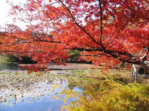 京都竜安寺の紅葉写真