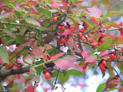 ニシキギの赤い実は秋を告げる