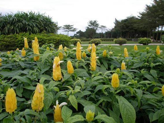 新生公園　ウコンサンゴバナの花