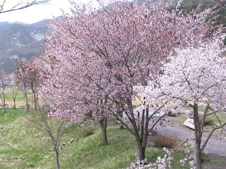 奥利根藤原湖の桜の写真・５月上旬