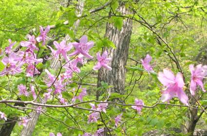 吾妻渓谷のミツバツツジの花写真