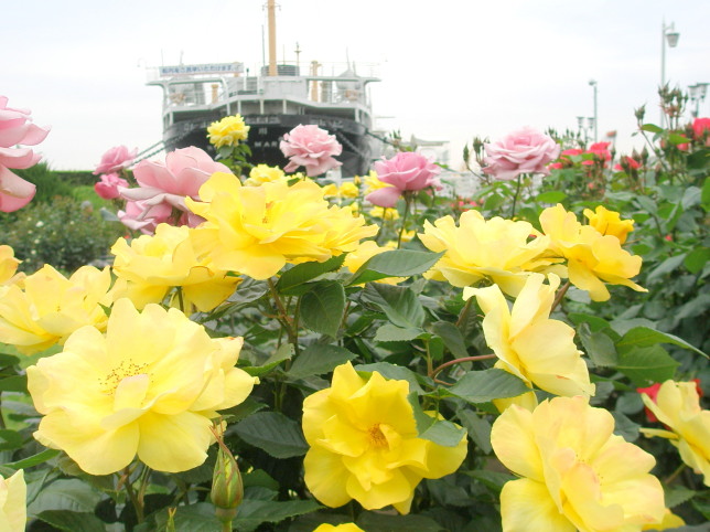 横浜バラ花画像