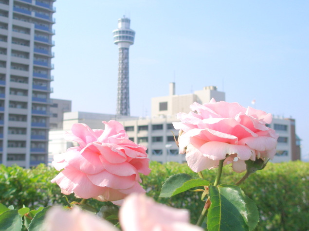 横浜バラ花画像