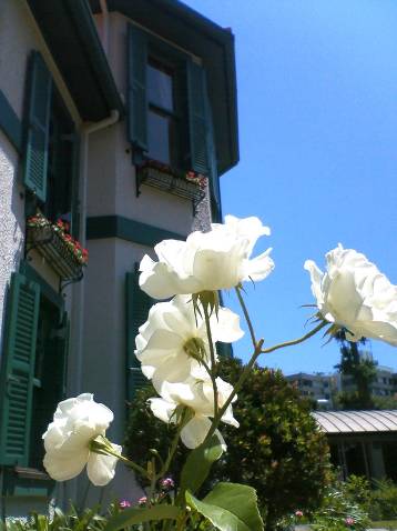 ブラフ１８番館と白いバラの花写真