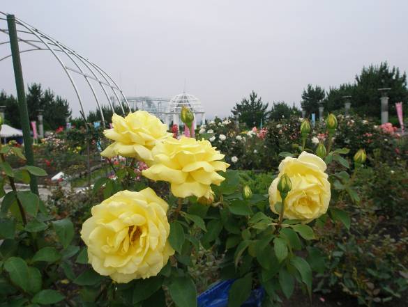 横浜八景島に咲く黄色いバラの花写真